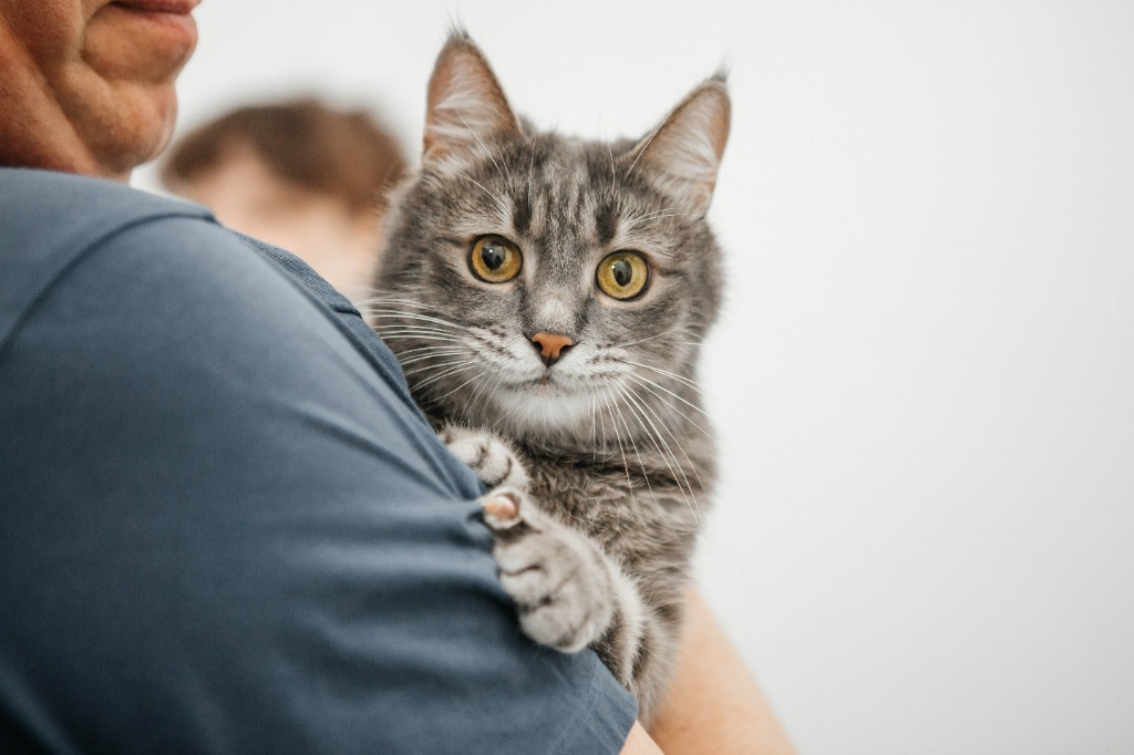 Fluffy cat held lovingly by owner