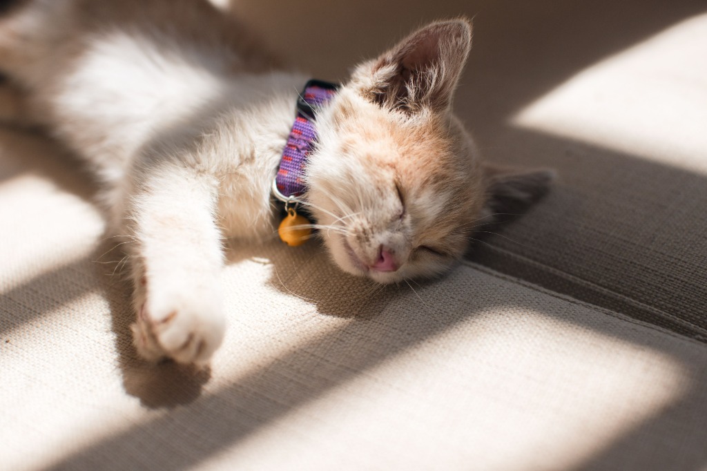 Kitten sleeping peacefully in sunlight