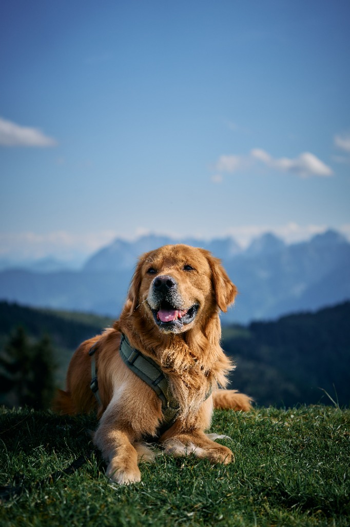Golden retriever resting in mountain landscape